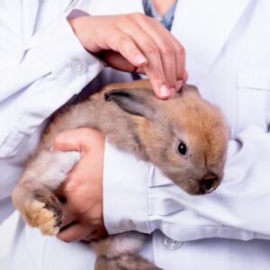 Conejo_Vet