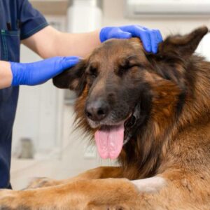 Vet_2