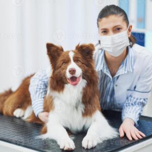 bordercollie_1